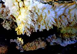 Crystals seen on the ceiling of Umm Jirsan Cave