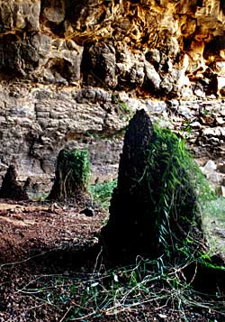 vine-covered guanomites