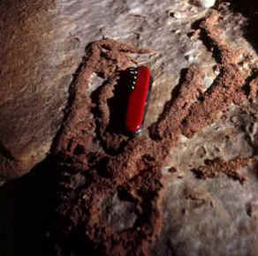 Termite trails cover the walls of the Jaws Room (photo: J. Pint )