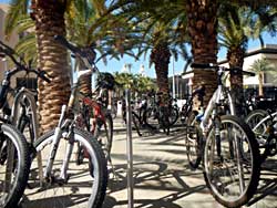 Many KAUST students get around by bicycle.