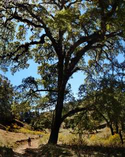 Magnificent tree