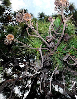 Pinus oocarpa