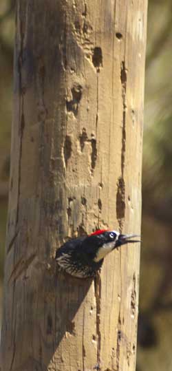 Acorn Woodpecker