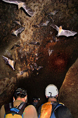 Leptonycteris bats in Chapuzn Cave, Jalisco, Mexico