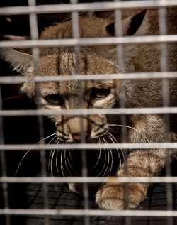 Lynx liberated in Guadalajara's Primavera Forest