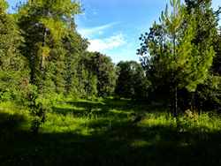 Lush landscape, Santa Clara del Cobre