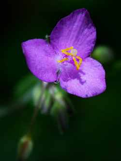 Tradescantia by Chris Lloyd