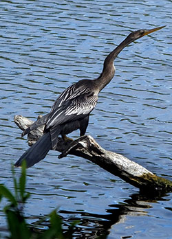 Anhinga