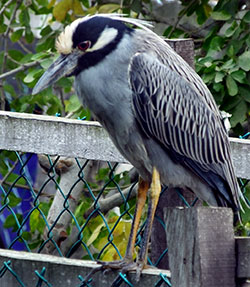 Night Heron