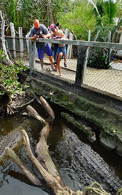 Feeding crocodiles