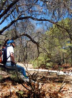 John Pint in the Primavera Forest