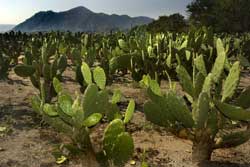 field of nopales