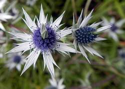 Sea Holly near Tapalpa, Jalisco, Mexico