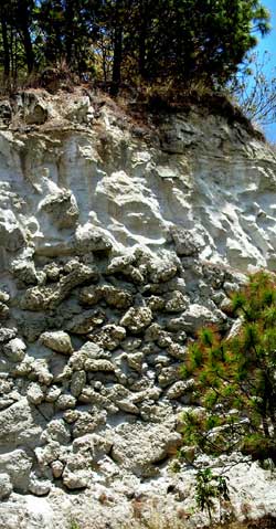 Giant Pumice Horizon, Primavera Forest, Mexico