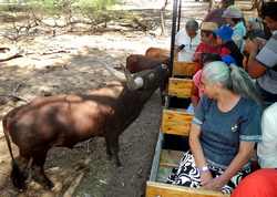 Brutus the Watusi