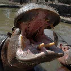 Hippo at Isla Grande, Jalisco, Mexico