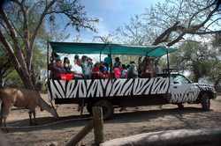 Eland, during Isla Grande tour