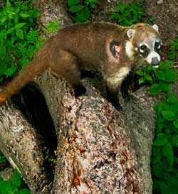 Coati caught by camera trap - Photo by Alejandro Prieto