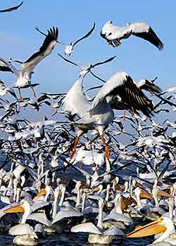 Pelicans of Petatn