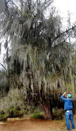 Alejandro Sols and Cypress Tree