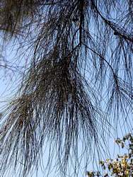 Casuarina tree