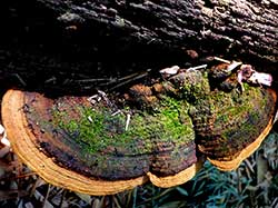 Ganoderma mushroom