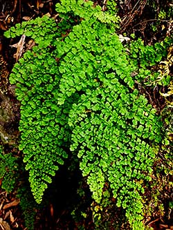 Maidenhair Fern