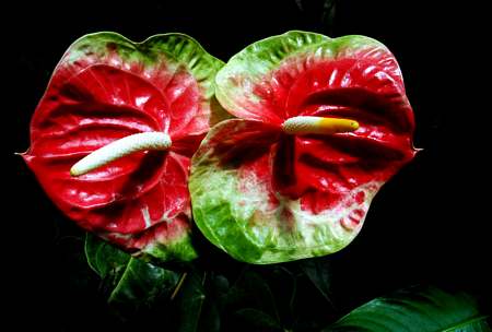 Anthurium