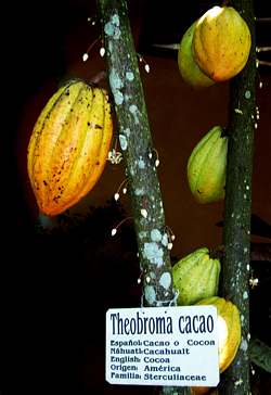 Cocoa pod