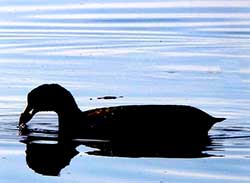 coot feeding in Santiago River