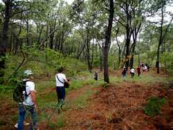 Hike in Primavera Forest, Guadalajara, Mexico