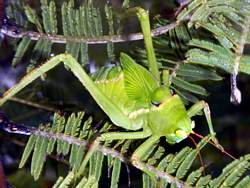 Katydid