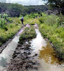 Muddy Trail