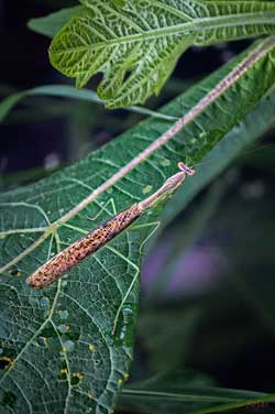 Mantis - Photo by L. Rojas