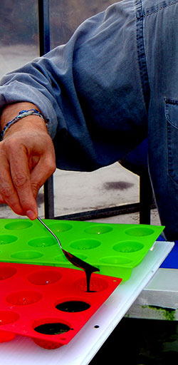 Spirulina in ice-cube trays