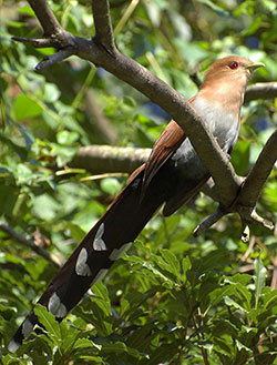 By Dario Sanches from SO PAULO, BRASIL - ALMA-DE-GATO (Piaya cayana), CC BY-SA 2.0, https://commons.wikimedia.org/w/index.php?curid=9066350