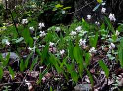 Govenia purpusii orchids