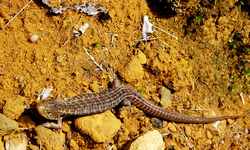 Popocatepetl Alligator Lizard