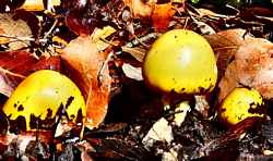 Amanita mushrooms