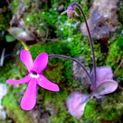 Pinguicula