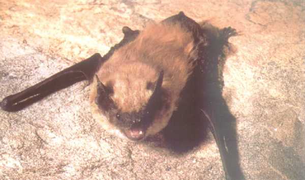 Eptesicus bottae